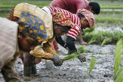 How India’s Women Work: 80% Employed in Rural Areas, More Than Half Suffer Illiteracy
