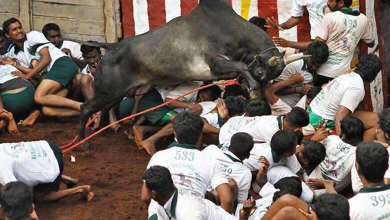 Jallikattu Protests: Madras High Court Declines to 'Interfere'