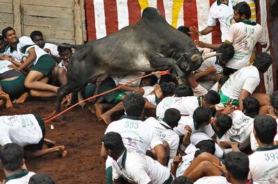 Jallikattu Protests: Madras High Court Declines to 'Interfere'
