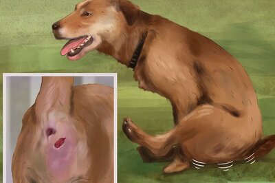 How to Express a Dog's Anal Gland