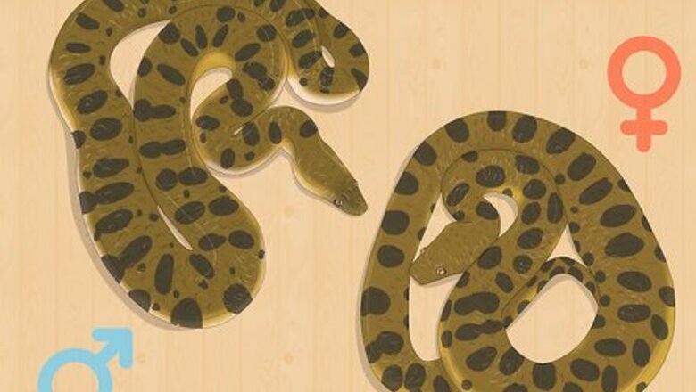 How to Mate Anacondas