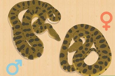 How to Mate Anacondas