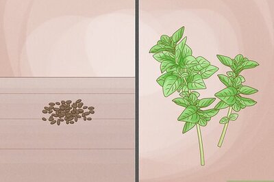 How to Grow Oregano