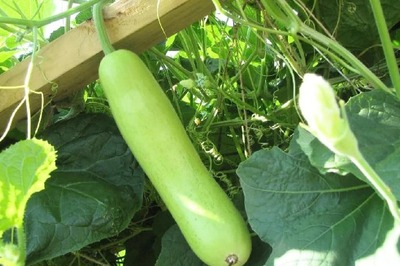 Know The Benefits of Lauki For a Healthy Lifestyle