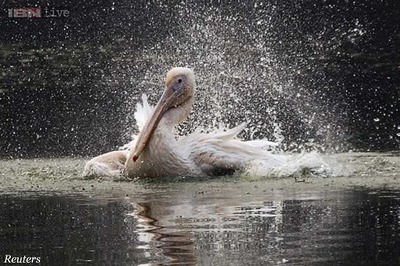 Zoo animals get coolers, special diet to beat the heat