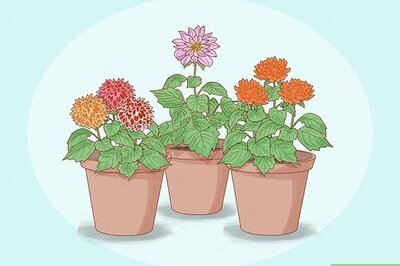 How to Grow Dahlias