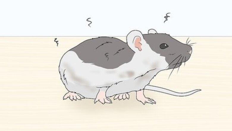How to Reduce Rat Odor