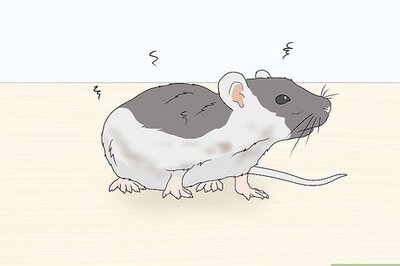 How to Reduce Rat Odor