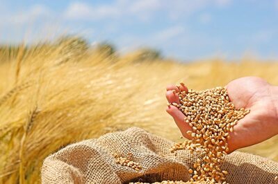 6 Must-Visit Restaurants for Wheat-Based Dishes