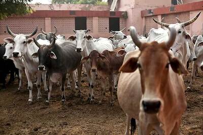 Vigilantes Beat Up Tamil Nadu Officials Transporting Cows From Rajasthan