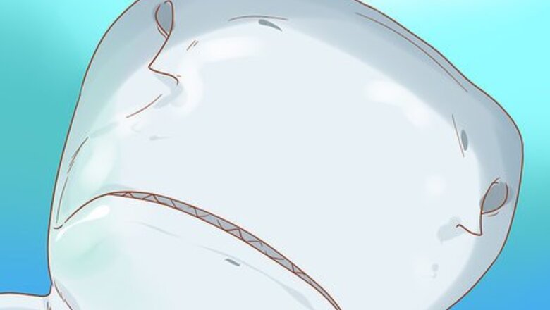 How to Spot a Tiger Shark