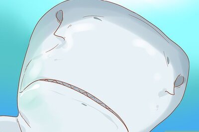 How to Spot a Tiger Shark