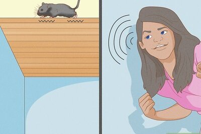 How to Catch Roof Rats