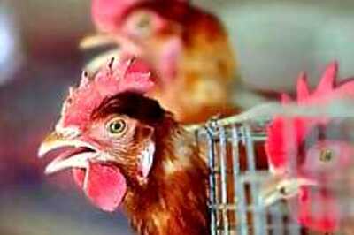 Bird flu may remain for years: experts