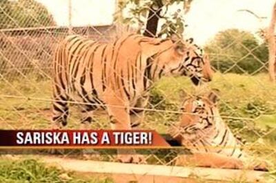 Two tiger cubs found dead in Ranthambore