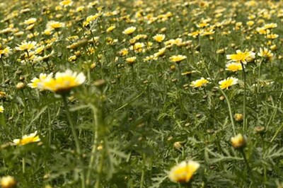 35,000 plant species yet to be identified