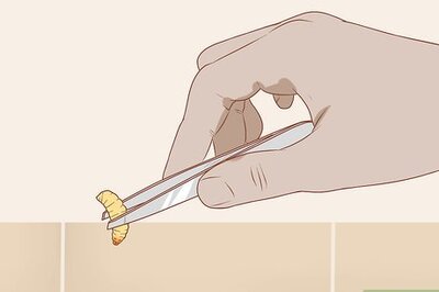 How to Hand Feed a Blind Leopard Gecko