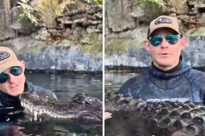 Watch: Man Caresses An Alligator, Explains Why It Won’t Attack Him