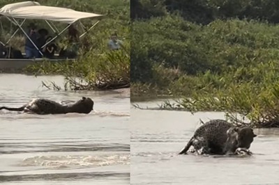 'New King Of Jungle': Jaguar Hunts Down Crocodile In Viral Video
