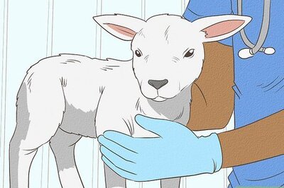 How to Bottle Feed a Baby Lamb