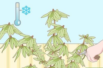 How to Prune Rhododendrons