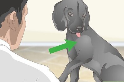 How to Wrap a Dog’s Shoulder