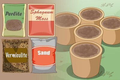 How to Propagate from Cane Cuttings