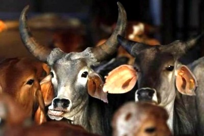 Chhattisgarh to Start Procuring Cow Dung in Effort to Save Animals, Scheme to Launch Next Month