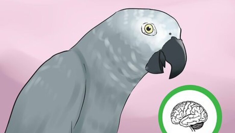 How to Know if an African Grey Parrot Is Right for You