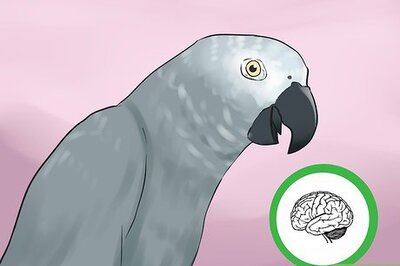 How to Know if an African Grey Parrot Is Right for You