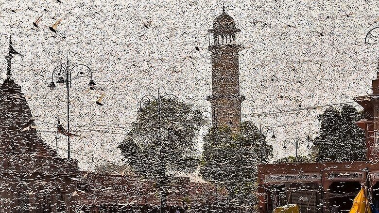 Agricultural Body Expects Locust Swarms to Reach as Far as Bihar, Odisha, But Not South India