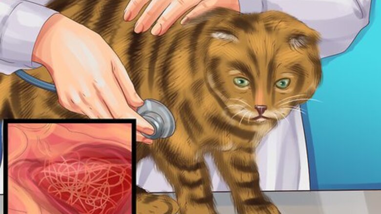 How to Choose a Heartworm Preventative for Your Cat