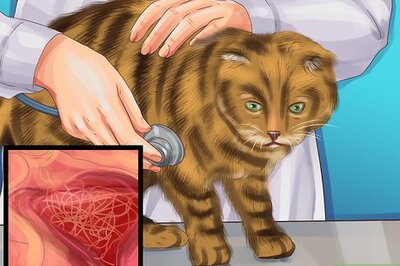 How to Choose a Heartworm Preventative for Your Cat