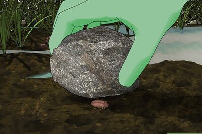 How to Catch Small Bugs