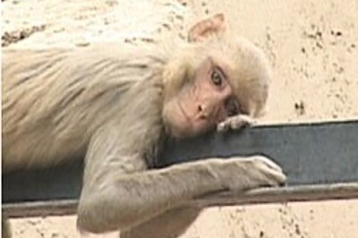 Monkeys pay females for sex: Scientists