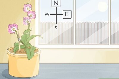 How to Take Care of Potted Orchids