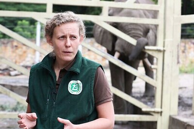 Warsaw Zoo Testing Effect Of Hemp Oil On Elephants' Stress