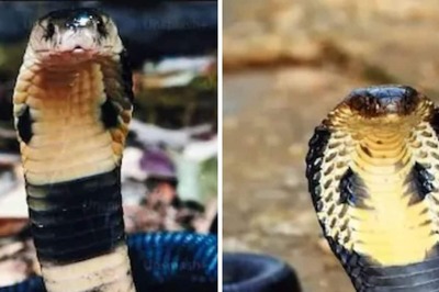 14-Feet King Cobra Rescued From Nut Plantation In Karnataka