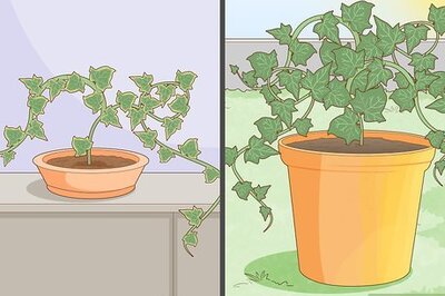 How to Plant Ivy