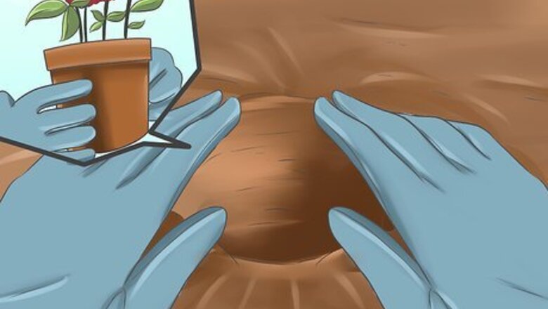 How to Attract Hummingbirds