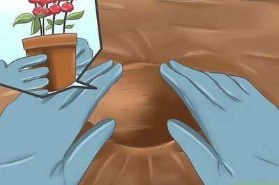 How to Attract Hummingbirds