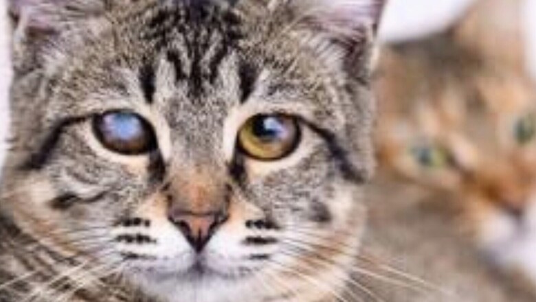 Helpful Tips To Look After Your Visually-impaired Pet