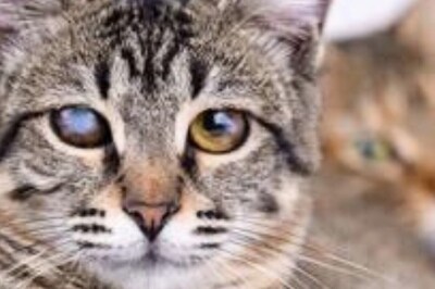 Helpful Tips To Look After Your Visually-impaired Pet