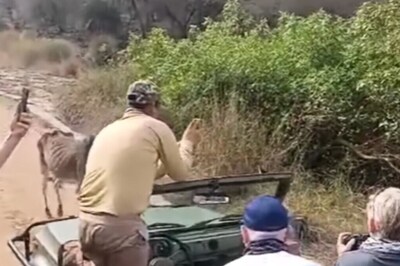 Watch: Tiger's Spine-Chilling Encounter With Cow At Ranthambore National Park