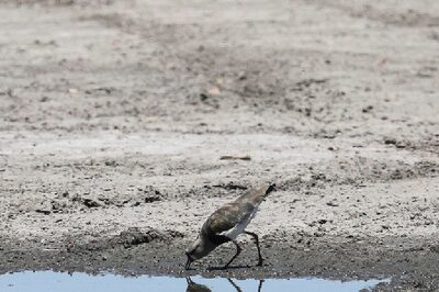El Niño To Fade, Cooler La Niña Conditions To Return Later This Year, UN Weather Agency Says
