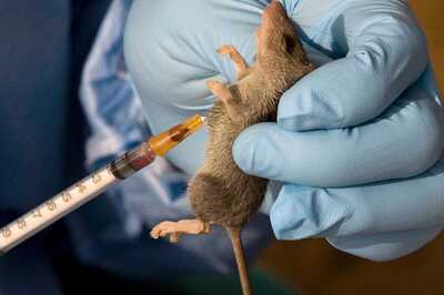 Move Over Covid, First Death from Lassa Fever in UK Sparks Concern. Check Symptoms, Risk & Treatment