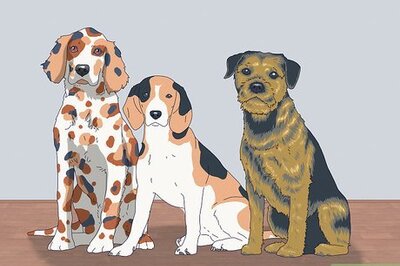 How to Tell if Your Dog Is Deaf