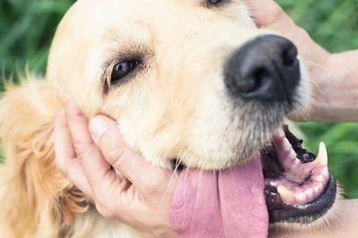 Pets: Pet Parents Here's How To Take Better Care Of Your Pawsome Dog
