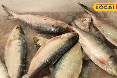Jamai Sashti 2024: Hilsa Fish Prices Surge Before The Festival
