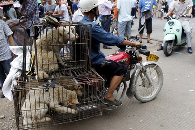 Campaigners protesting against China's annual dog meat festival forcibly dispersed